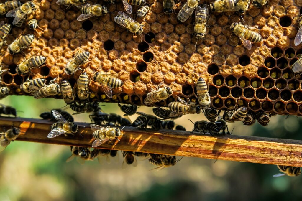Beneficiile dulci ale mierii de albine
